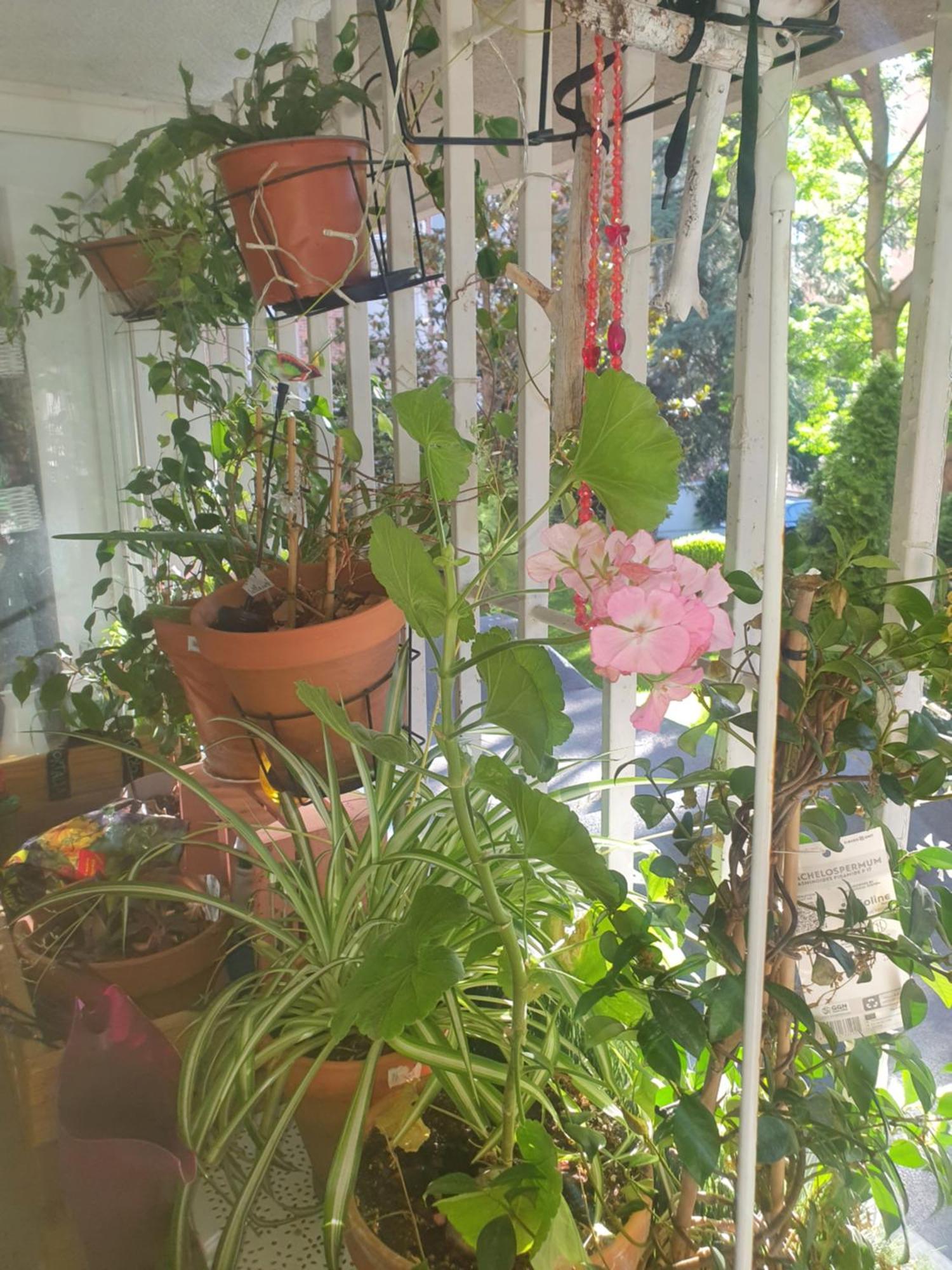 Libros Y Plantas A 5 Minutos Del Centro En Bus Apartment Madrid Exterior foto